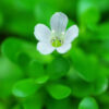 Brahmi (Bacopa monnieri) potted plant, organic - Image 6