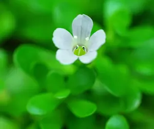 Brahmi (Bacopa monnieri) potted plant, organic - Image 6