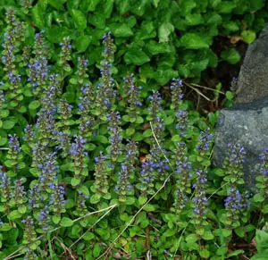 Bugle (Ajuga reptans), packet of 20 seeds, Organic - Image 4