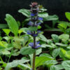 Bugle (Ajuga reptans) potted plant, organic