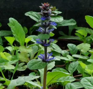 Bugle (Ajuga reptans), packet of 20 seeds, Organic - Image 3