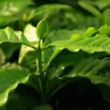 Coffee Bush (Coffea arabica var. typica), Ethiopian type, 9-inch potted plant, organic - Image 3