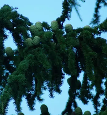 Cedar of Lebanon (Cedrus libani) potted tree in a 9-inch-deep pot, organic - Image 4