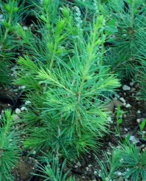 Cedar of Lebanon (Cedrus libani) potted tree in a 9-inch-deep pot, organic - Image 3