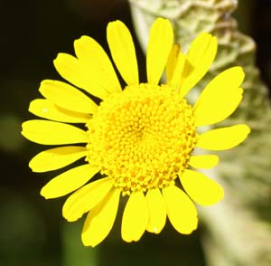 Chamomile Seed Set (4 packets): Chamomile--Dyer's, German, Roman and Saint John's, Organic - Image 2