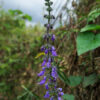 Blue Spur Flower (Plectranthus barbatus) potted shrub, organic