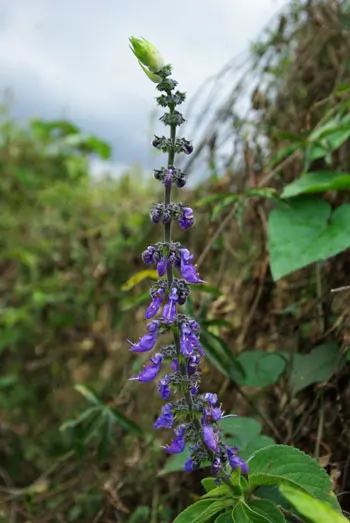 Blue Spur Flower (Plectranthus barbatus) potted shrub, organic