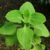 Blue Spur Flower (Plectranthus barbatus) potted shrub, organic - Image 2