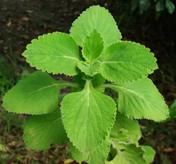 Blue Spur Flower (Plectranthus barbatus) potted shrub, organic - Image 2