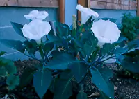 Datura, Moonflower (Datura inoxia) potted plant, organic - Image 3
