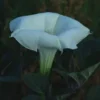 Datura, Moonflower (Datura inoxia) seeds, organic - Image 6