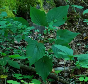 Wild Yam, American--Four-Leaf Yam (Dioscorea quaternata) potted plant, organic - Image 3