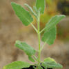 Sage, Dominican (Salvia dominica) potted plant, organic - Image 2