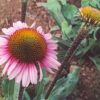 Echinacea angustifolia seeds, organic - Image 8