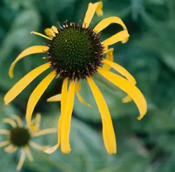 Echinacea paradoxa potted plant, organic