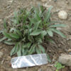 Echinacea angustifolia seeds, organic - Image 7