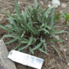 Echinacea pallida potted plant, organic - Image 4