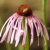 Echinacea pallida potted plant, organic