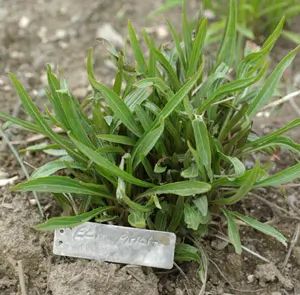 Echinacea paradoxa potted plant, organic - Image 2