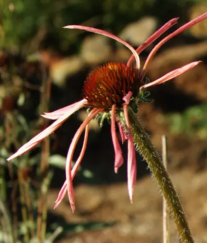 Echinacea sanguinea potted plant, organic