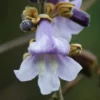 Empress Tree (Paulownia tomentosa) seeds, organic [TN, AL, NC, CT no] - Image 3