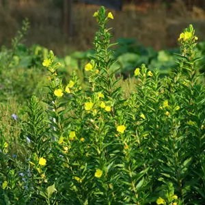 Evening Primrose (Oenothera biennis) seeds, organic - Image 2