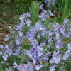 Rosemary, Creeping (Rosmarinus officinalis prostratus) potted plant, organic