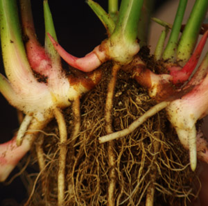 Alpinia GALANGA Greater Galangal 1 Live Plant Soiled Fresh Rooted Rhizome Herb 