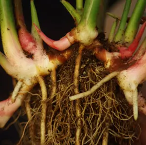 Galangal, Greater (Alpinia galanga) potted plant, organic - Image 2