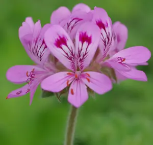 Geranium, Scented "Isadora" (Pelargonium capitatum) potted plant, organic - Image 2
