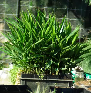 Galangal, Greater (Alpinia galanga) potted plant, organic