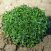 Basil, Greek (Ocimum minimum) seeds, organic - Image 2