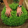 Basil, Greek (Ocimum minimum) seeds, organic