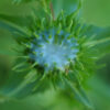 Gumweed (Grindelia) (Grindelia integrifolia), packet of 30 seeds, organic