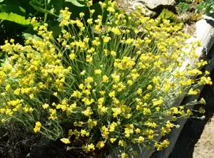 Helichrysum (Helichrysum italicum) potted plant, organic - Image 3