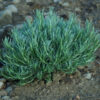 Helichrysum italicum seeds, organic - Image 5