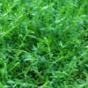 Rupturewort (Herniaria glabra), packet of 100 seeds