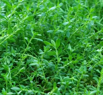 Rupturewort (Herniaria glabra), potted plant, organic