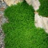 Rupturewort (Herniaria glabra), packet of 100 seeds - Image 2