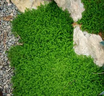 Rupturewort (Herniaria glabra), potted plant, organic - Image 2