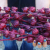 Hibiscus (Roselle) (Hibiscus sabdariffa) seeds, organic