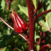 Hibiscus (Roselle) (Hibiscus sabdariffa) seeds, organic - Image 3