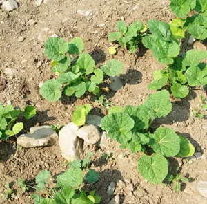 Hollyhock, Pastels (Alcea rosea), packet of 20 seeds, organic - Image 8