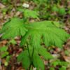 Goldenseal (Hydrastis canadensis) potted plant, organic