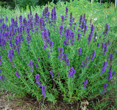 Hyssop, Official (Hyssopus officinalis) seeds, Strictly Medicinal Seeds