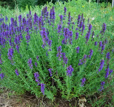 Hyssop, Official (Hyssopus officinalis) seeds, organic - Image 7