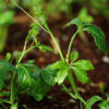 Jiao-gu-lan, Japanese (Gynostemma pentaphyllum) potted vine, organic - Image 5