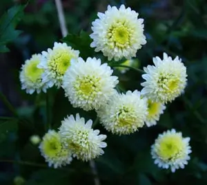 Chrysanthemum, Chinese Gong-ju-hua (Chrysanthemum morifolium) plant in a 9 inch pot, organic