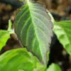 First Time Medicinal Herb Garden (Holy Basil, Calendula, Comfrey, Self Heal and Yarrow), Organic - Image 3