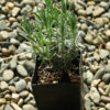 Lavender, Munstead (Lavandula angustifolia) potted plant, organic - Image 4